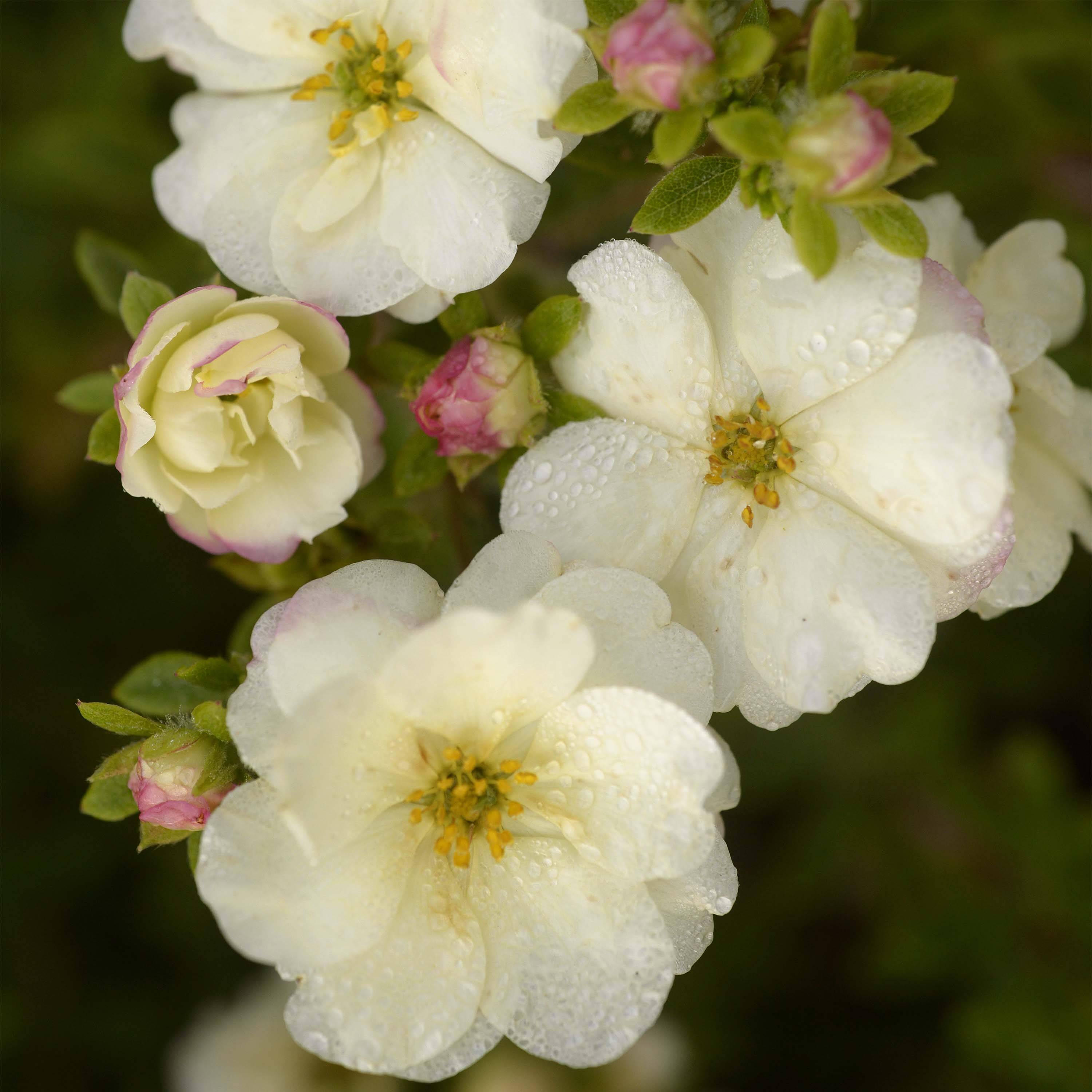 Potentille arbustive - Potentilla fruticosa Double Punch Cream Pot de 3L/4L - Image 1