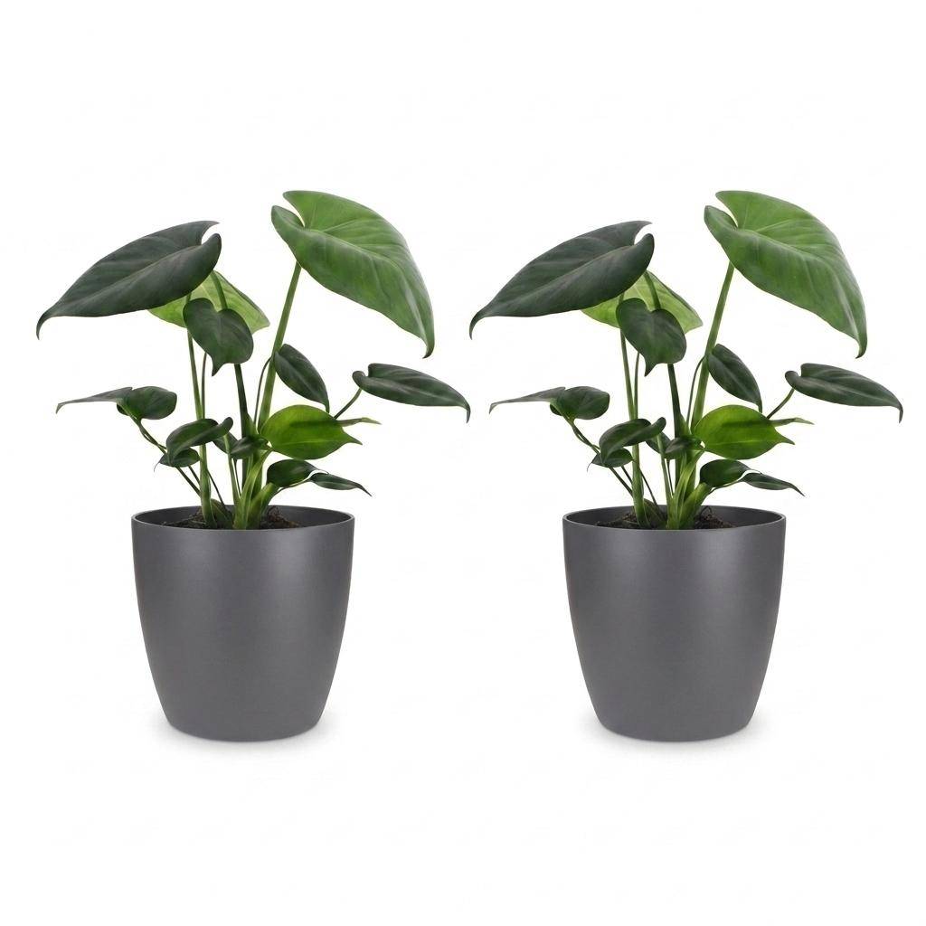 Monstera Deliciosa - Pot de 12cm - 2 plantes - Gris - Plantes d'intérieur - Image 2