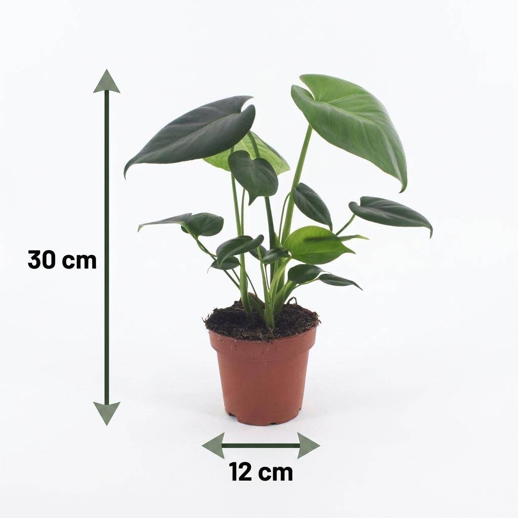 Monstera Deliciosa - Pot de 12cm - 2 plantes - Gris - Plantes d'intérieur - Image 5