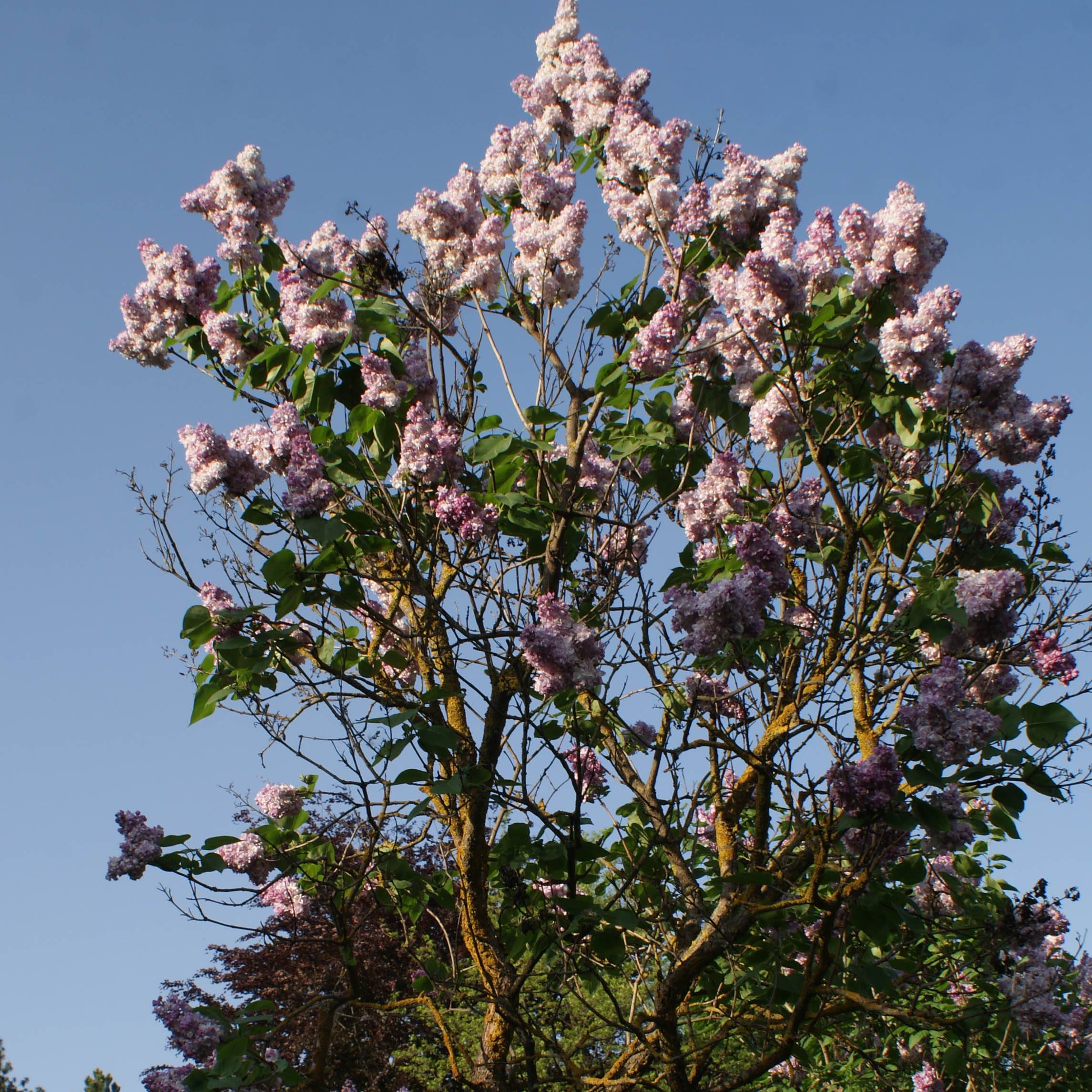Lilas - Syringa vulgaris Katherine Havemeyer  Pot de 3L/4L - Image 1