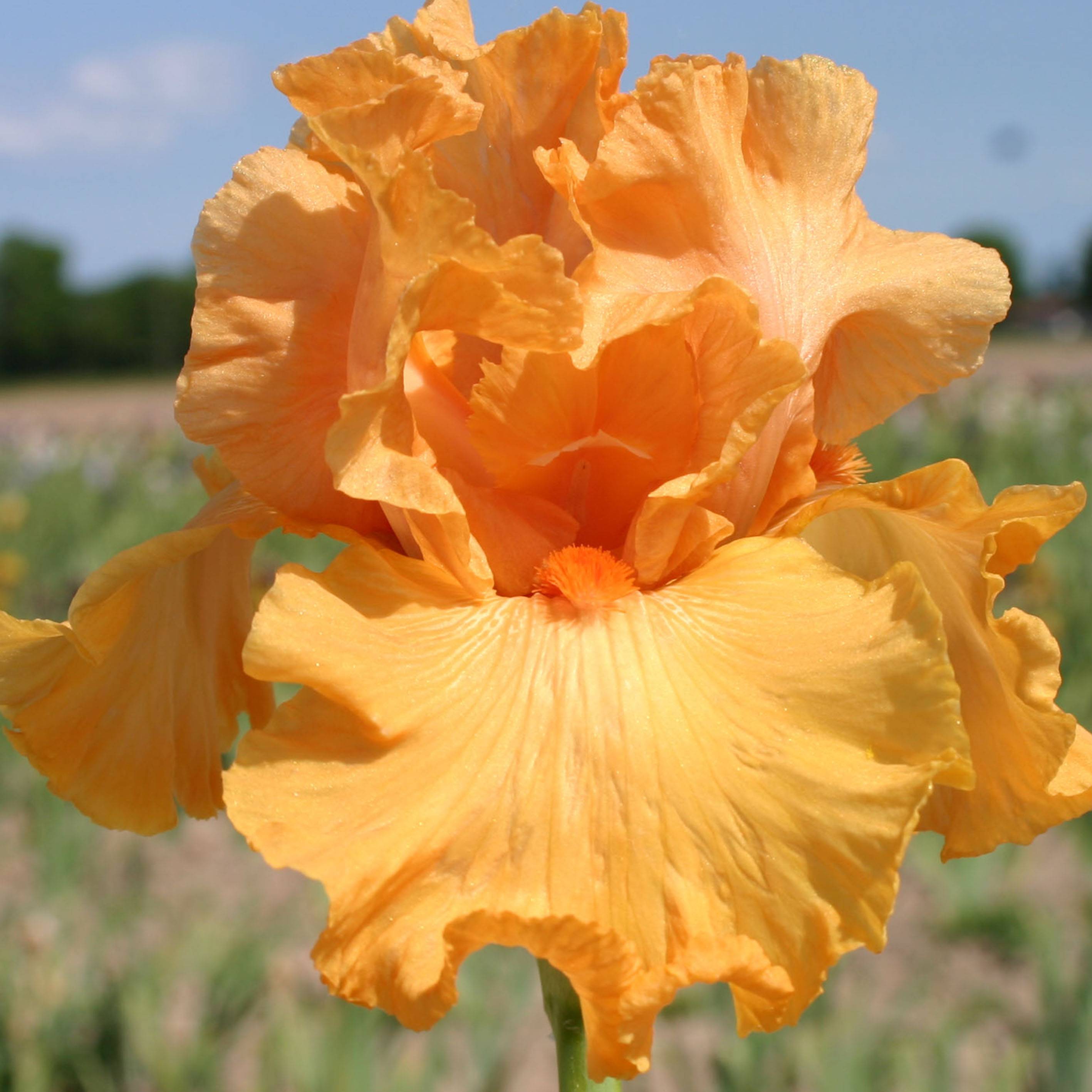 Promesse de Fleurs - Iris germanica Good Show - Iris des Jardins Rhizome