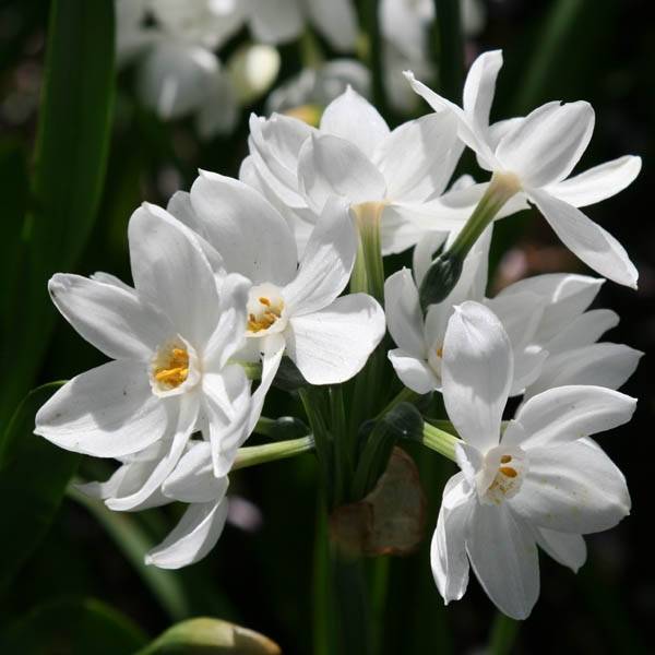 Promesse de Fleurs - Narcisse Nir* Bulbe calibre 13+ (par 5)