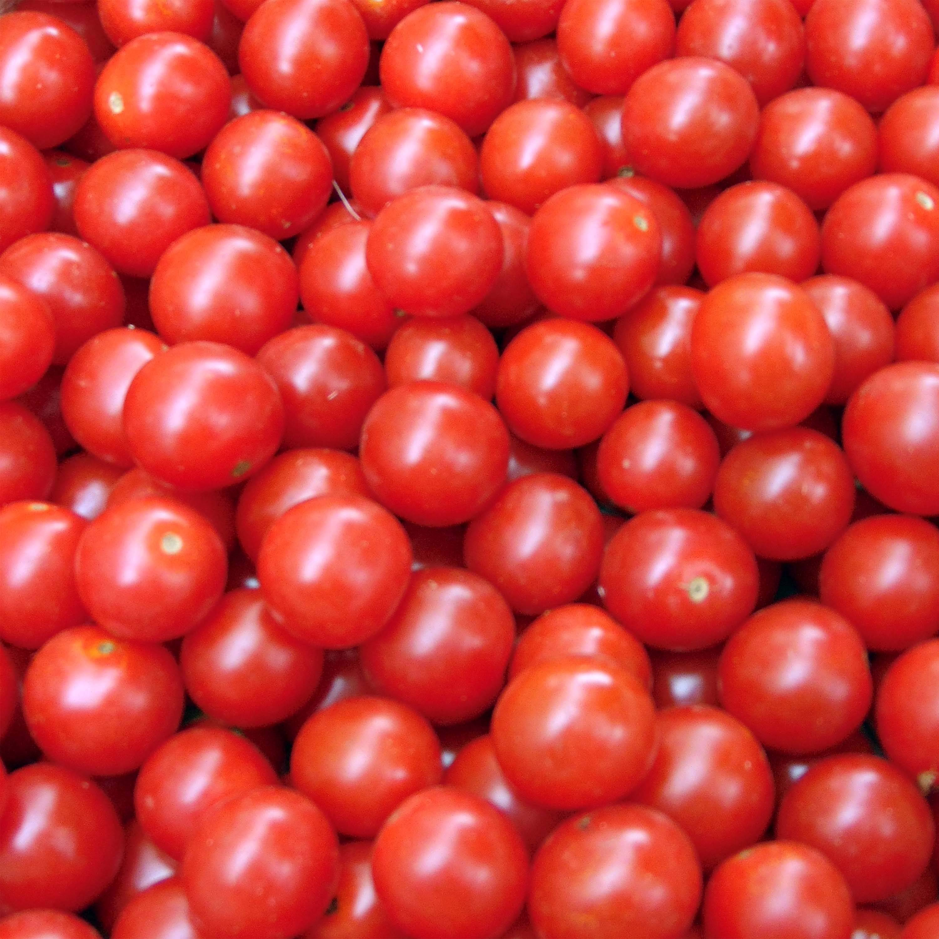 Graines de Tomate cerise Crokini F1 le sachet de 12 graines environ