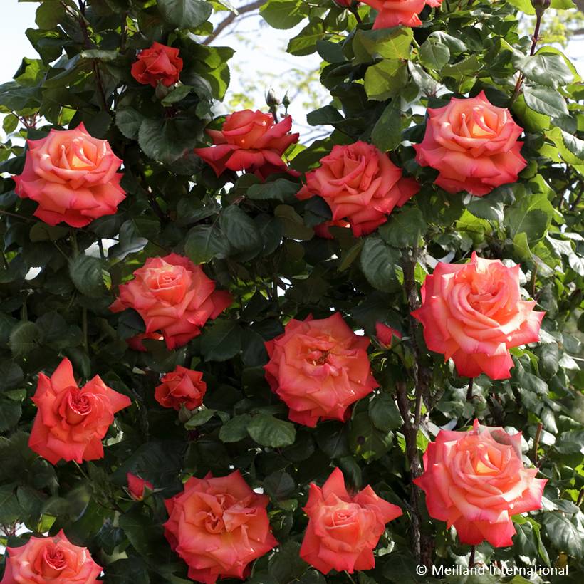 Promesse de Fleurs - Rosier grimpant Christophe Colomb Racines nues en motte