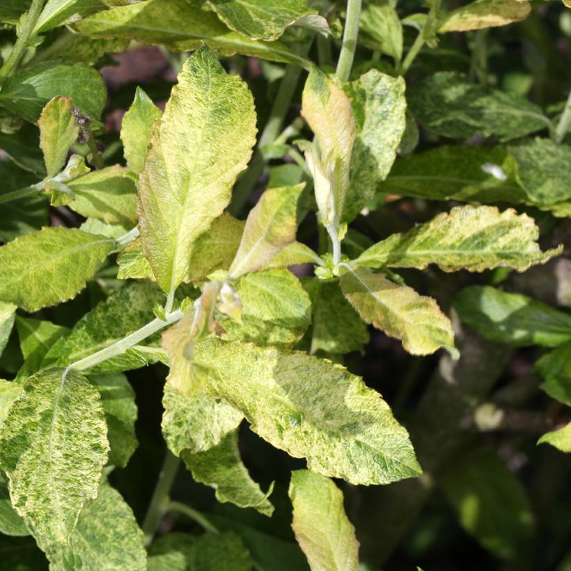 Salix aurita Büchelberg - Saule à oreillettes, Petit marsault Pot de 4L/5L