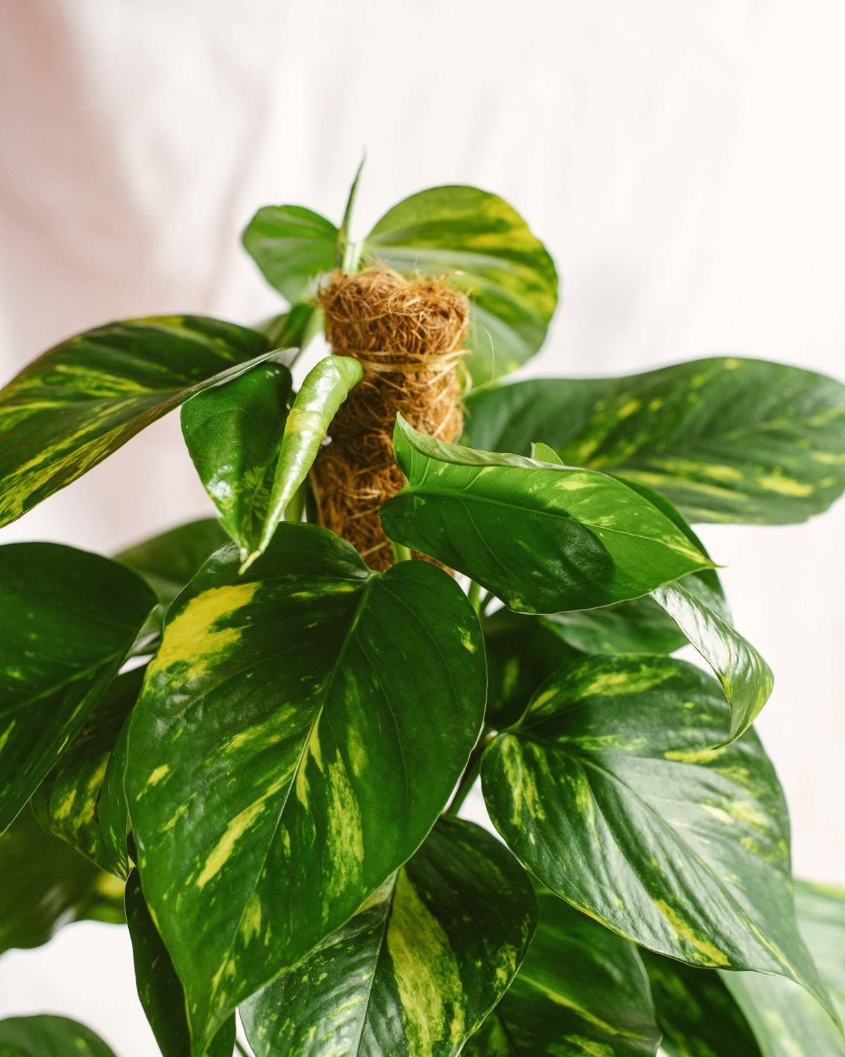 La Green Touch - Epipremnum Pothos 80cm - Plante d'intérieur- La Green Touch - Image 3