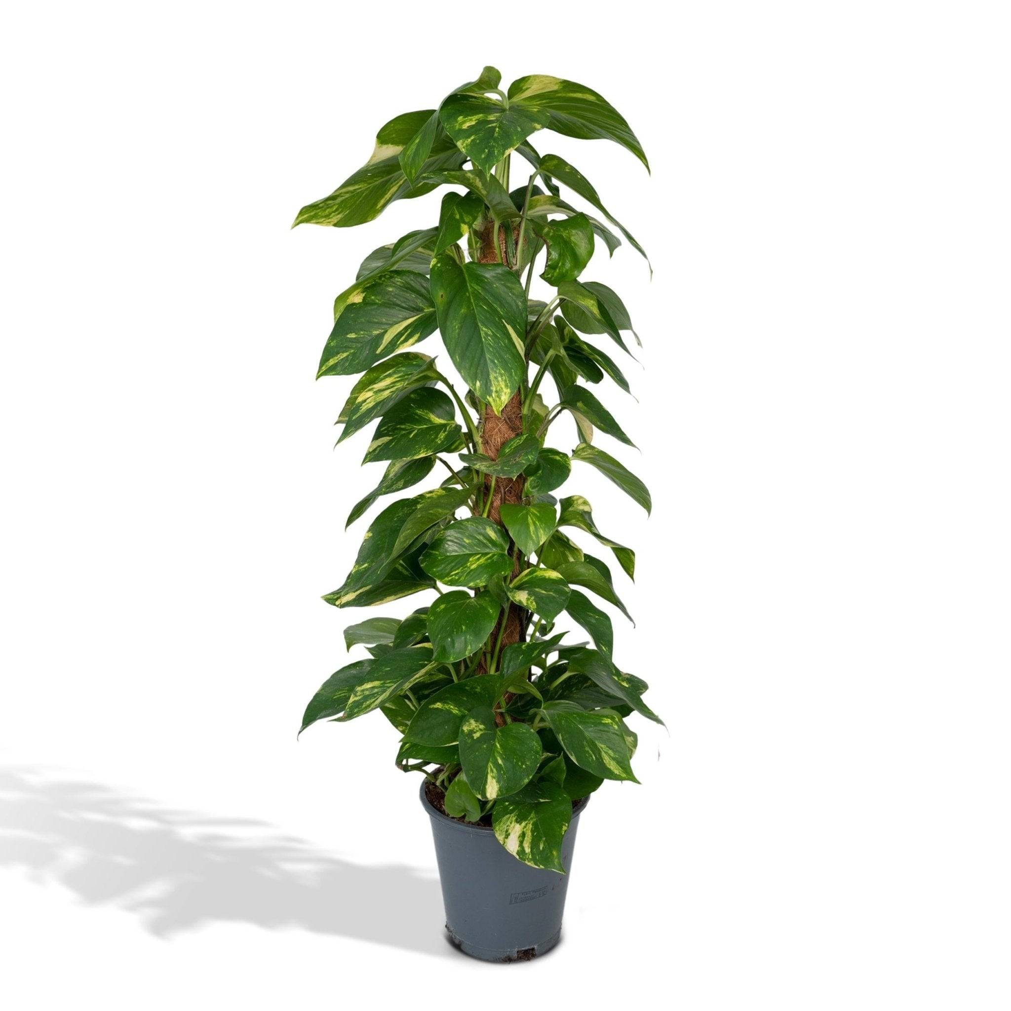 La Green Touch - Epipremnum Pothos 80cm - Plante d'intérieur- La Green Touch - Image 1