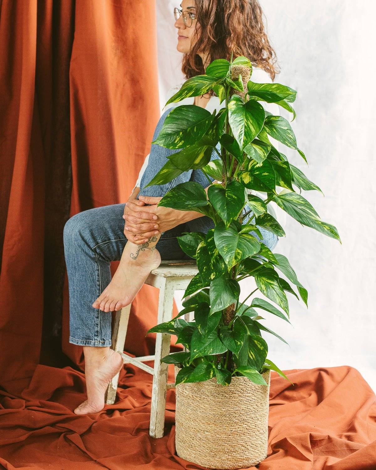 La Green Touch - Epipremnum Pothos 80cm - Plante d'intérieur- La Green Touch - Image 2