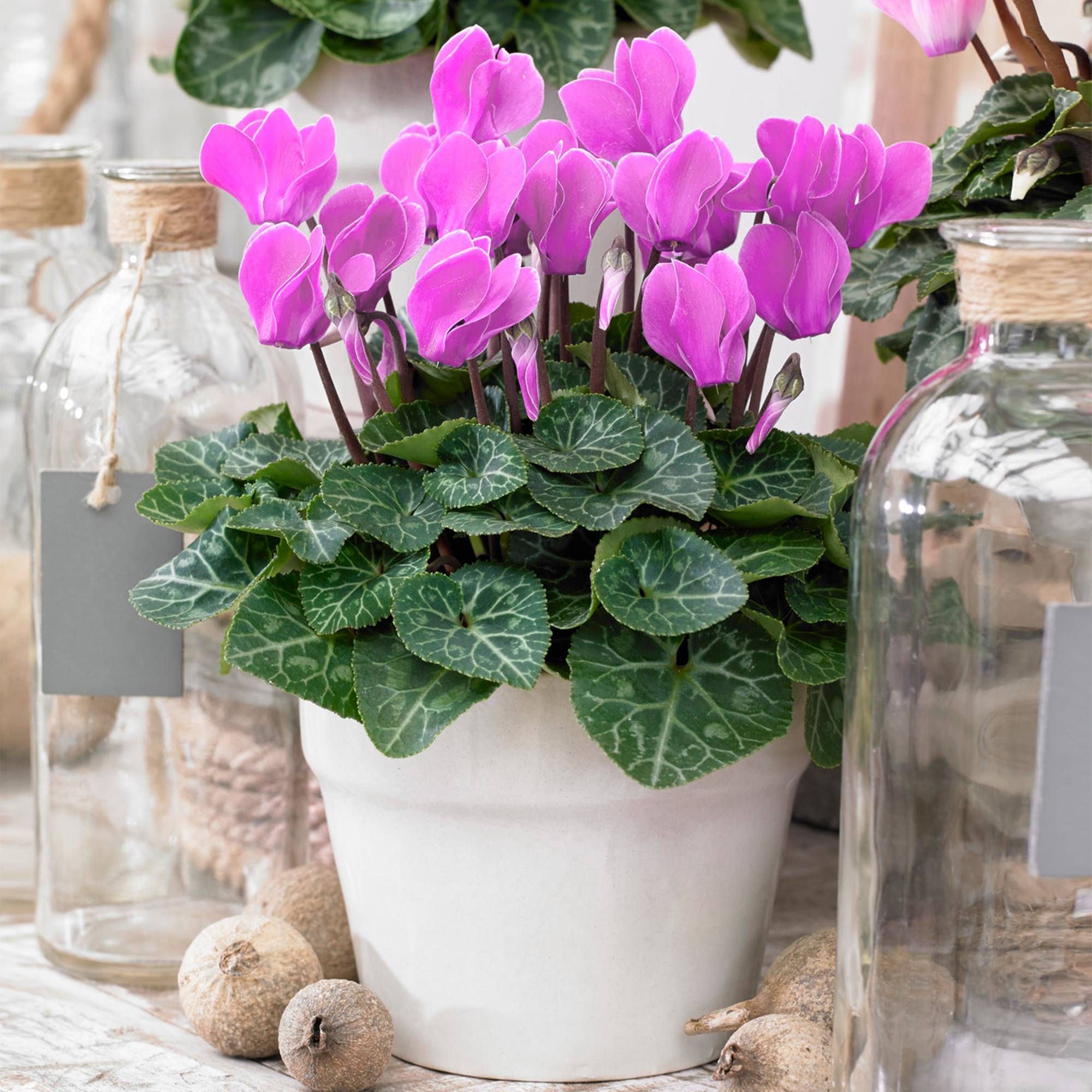Gardenersdream - Cyclamen Persicum Rose - Plante Coloré Vivace À Feuilles Caduques De 25 À 35 Cm - GardenersDream - Image 1