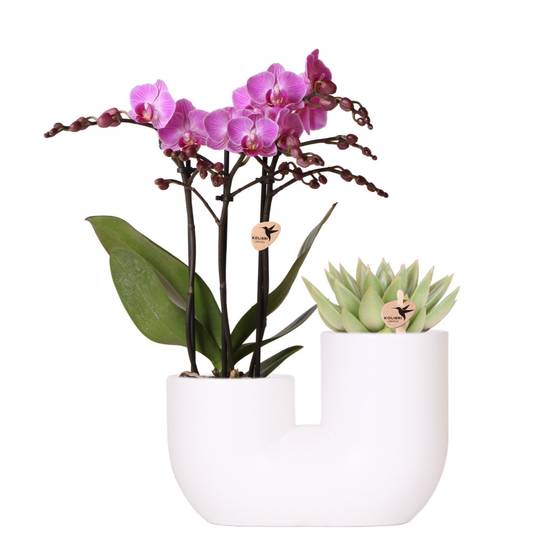 Orchidée Vienna et Succulent Miranda en Pot Décoratif Blanc - Image 1