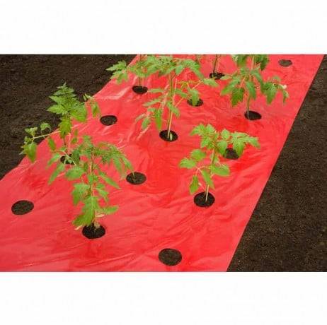 Film de paillage TOMATES, Long 10 m - Image 1