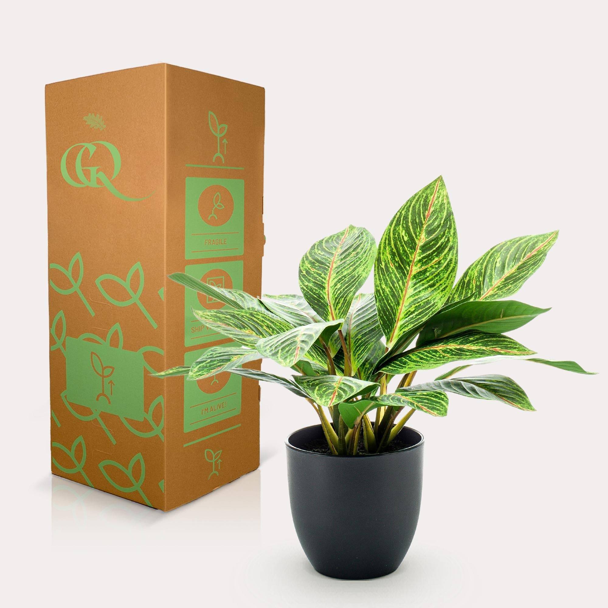 La Green Touch - Croton Codiaeum plante artificielle - h38cm, Ø15cm- La Green Touch - Image 4