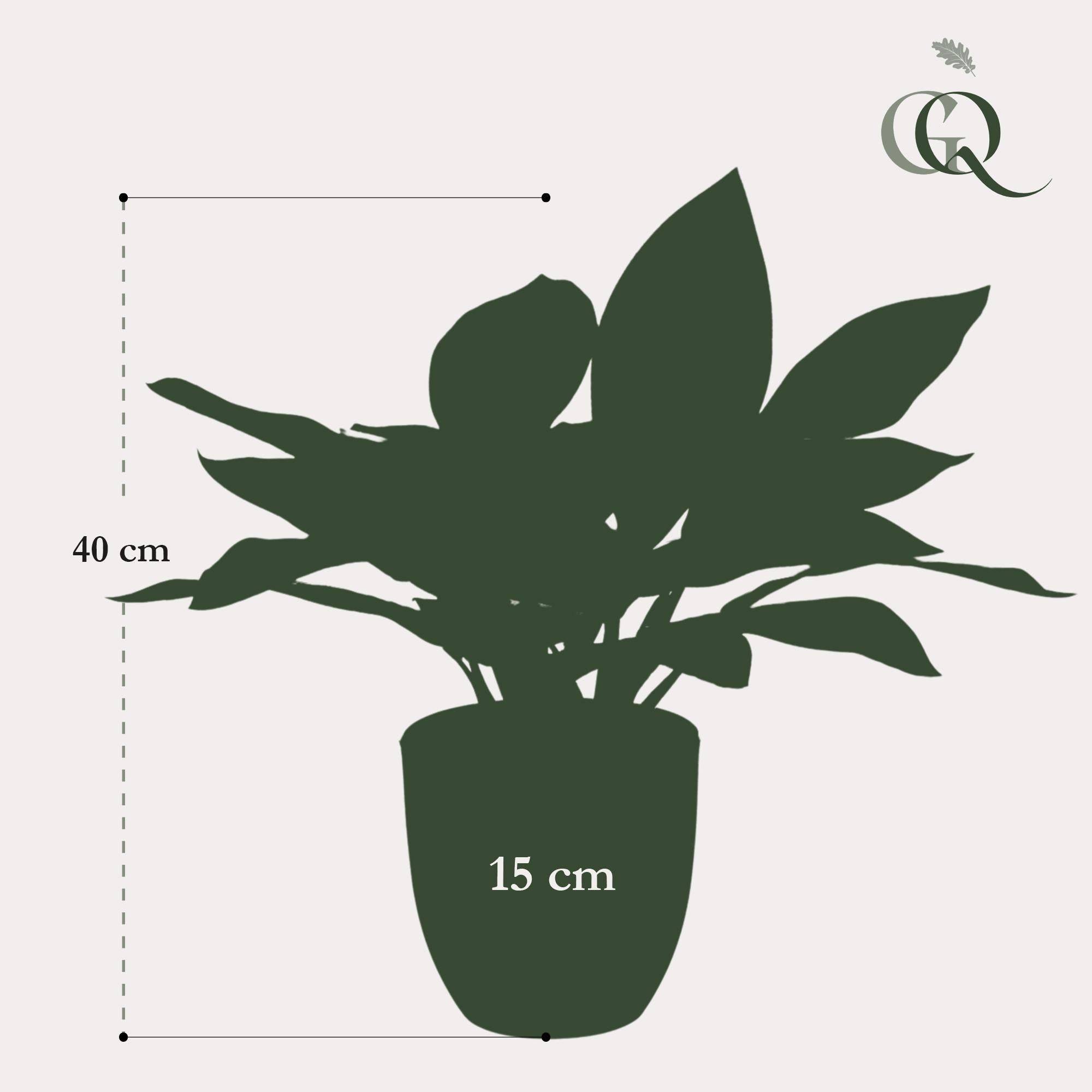 La Green Touch - Croton Codiaeum plante artificielle - h38cm, Ø15cm- La Green Touch - Image 5