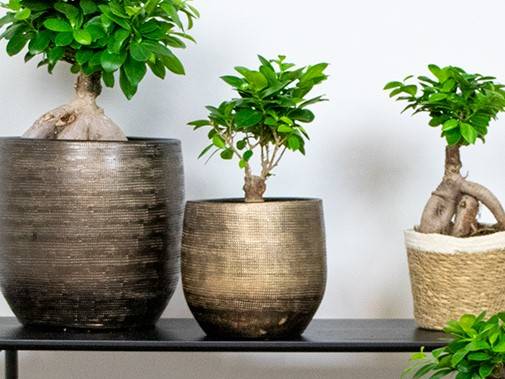 Ficus Ginseng - Bonsaï - Plantes d’intérieur - Dépolluante - H. 20-30 cm - P. 12 cm - Image 2