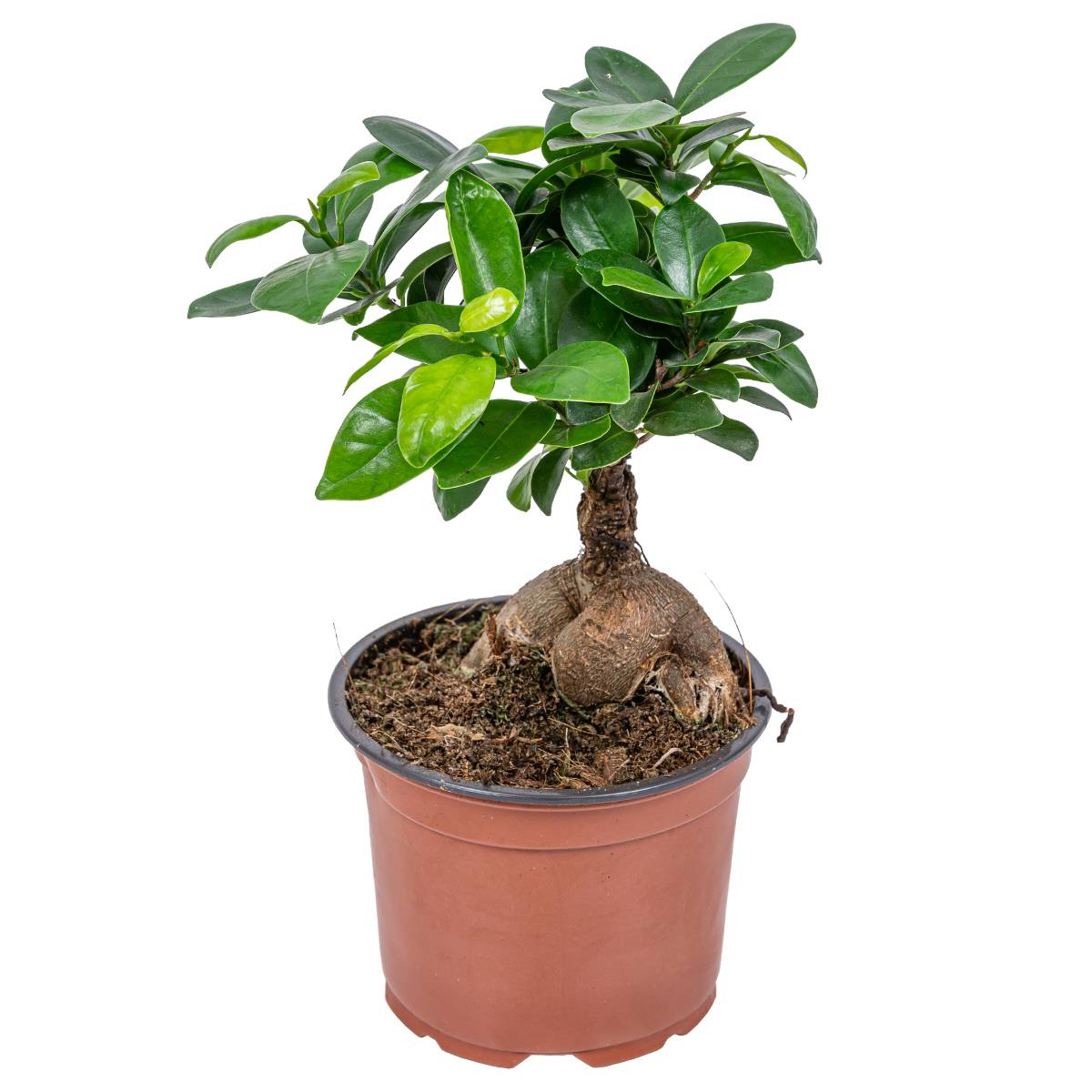 Ficus Ginseng - Bonsaï - Plantes d’intérieur - Dépolluante - H. 20-30 cm - P. 12 cm - Image 1