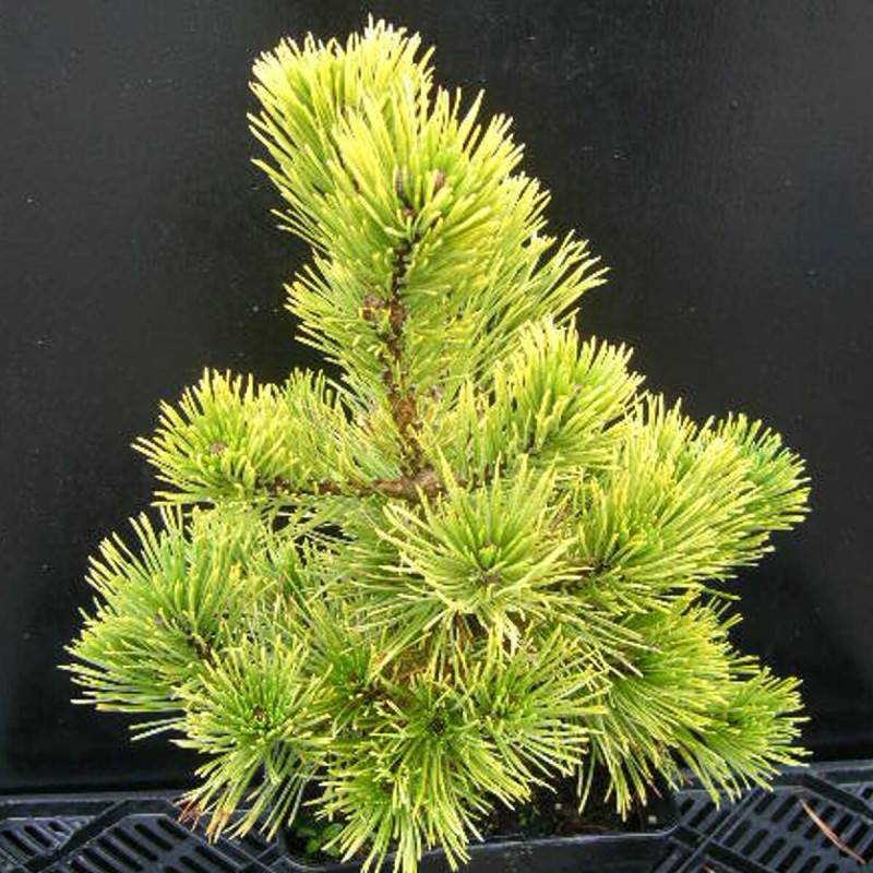 Pin de montagne Winter Gold, Pinus - Pot de 5L - 40/60 cm