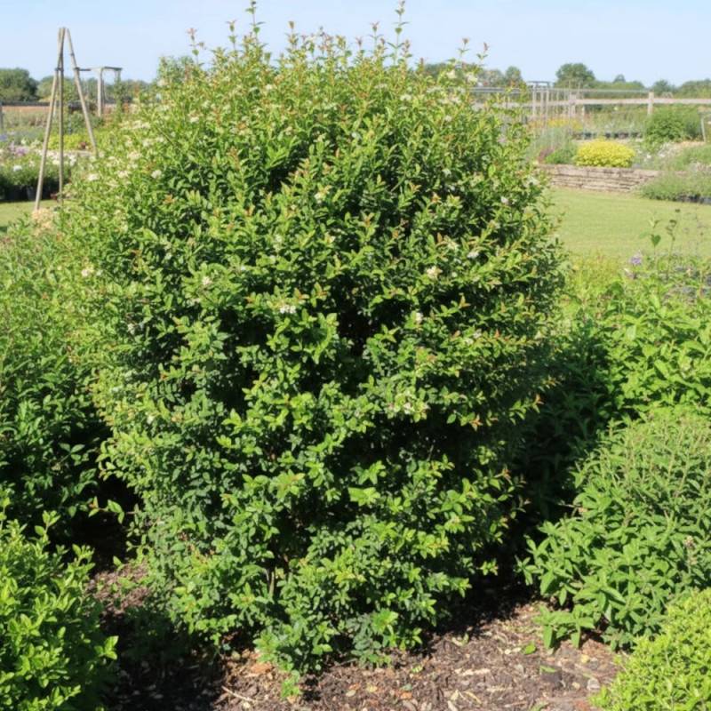 Chèvrefeuille arbustif, Lonicera à feuilles de buis - Pot de 3L - 20/40 cm - Image 3