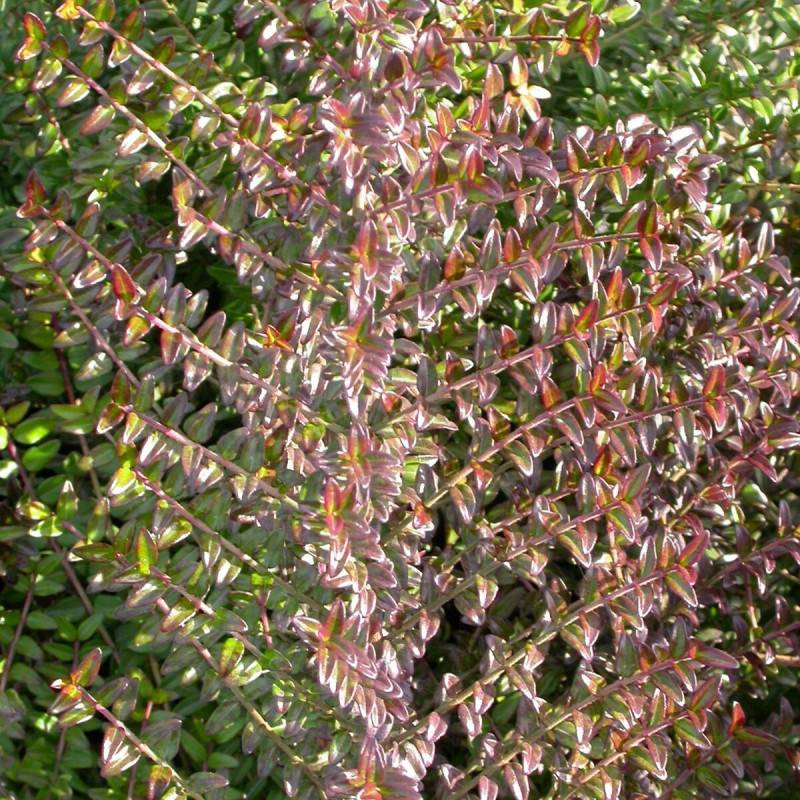 Chèvrefeuille arbustif, Lonicera à feuilles de buis - Pot de 3L - 20/40 cm - Image 1