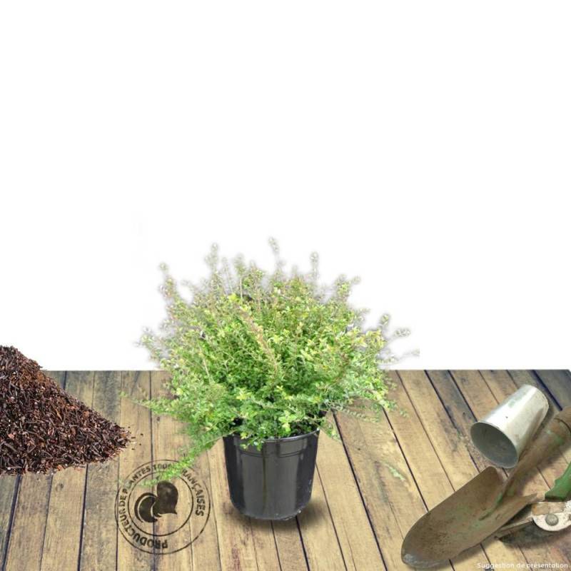 Chèvrefeuille arbustif, Lonicera à feuilles de buis - Pot de 3L - 20/40 cm - Image 6