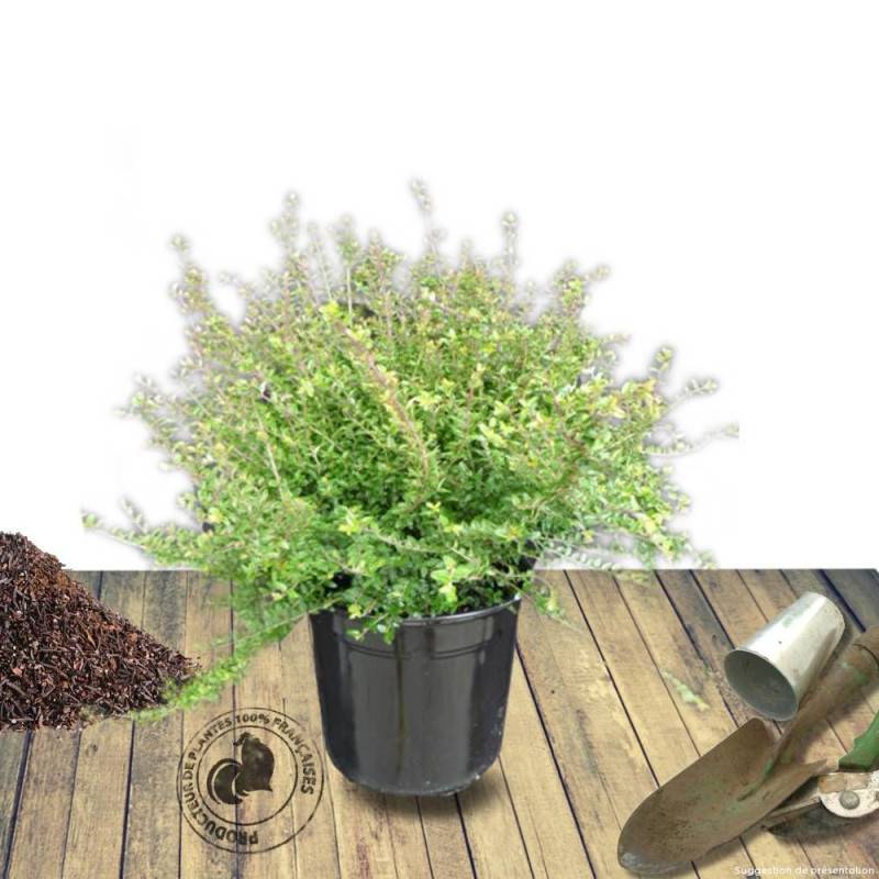 Chèvrefeuille arbustif, Lonicera à feuilles de buis - Pot de 3L - 20/40 cm - Image 8