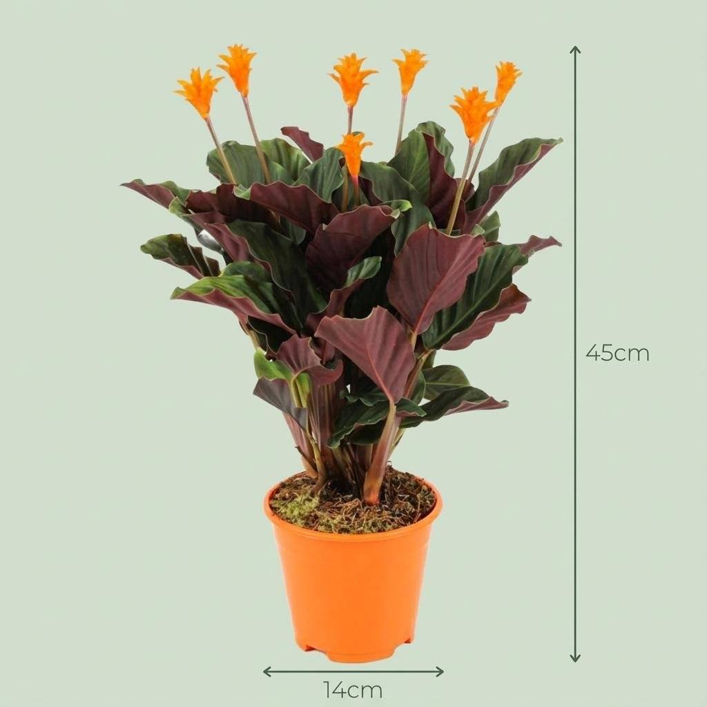 Calathea Crocata - D14 H45cm - Image 4