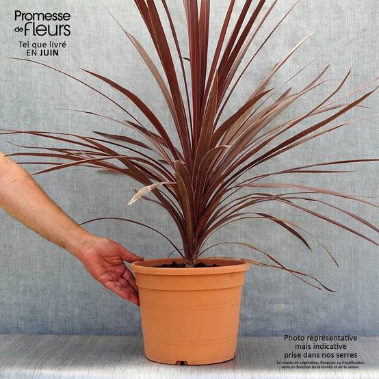 Cordyline australis Red Star Pot de 7,5L/10L - Image 2