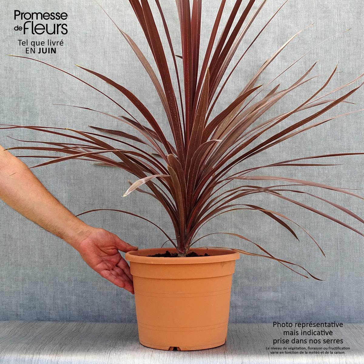 Cordyline australis Red Star Pot de 7,5L/10L - Image 2