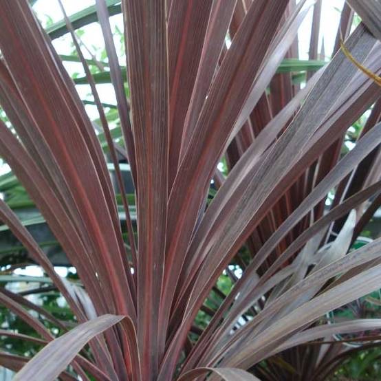 Cordyline australis Red Star Pot de 7,5L/10L - Image 1