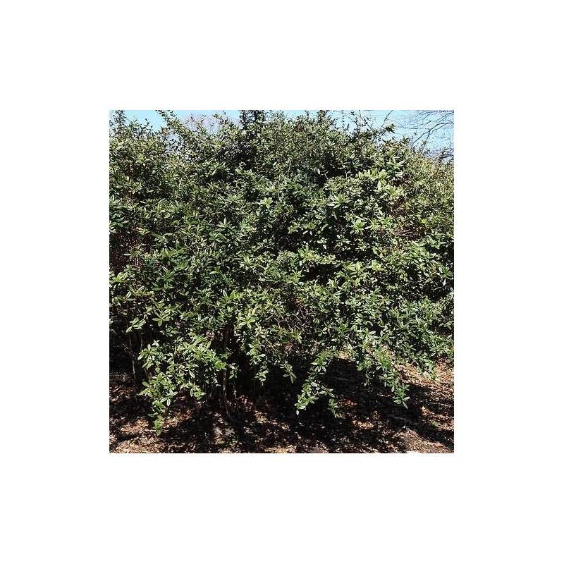 Epine-vinette julianae, Berberis de Saint-Jean à fleurs Jaune - feuillage Persistant - Pot de 4L - 20/40 cm-  hauteur à maturité De 0,15 m à 0,50 m - Image 2