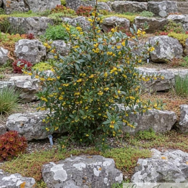 Epine-vinette julianae, Berberis de Saint-Jean à fleurs Jaune - feuillage Persistant - Pot de 4L - 20/40 cm-  hauteur à maturité De 0,15 m à 0,50 m - Image 3