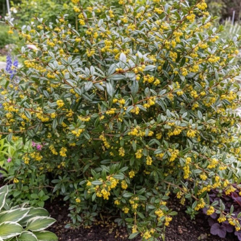 Epine-vinette julianae, Berberis de Saint-Jean à fleurs Jaune - feuillage Persistant - Pot de 4L - 20/40 cm-  hauteur à maturité De 0,15 m à 0,50 m - Image 4