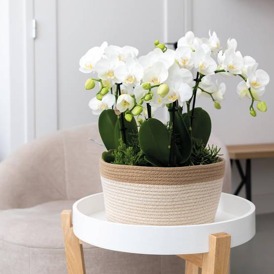 Panier en coton avec 3 orchidées blanches et arrosage intégré- La Green Touch - Image 3