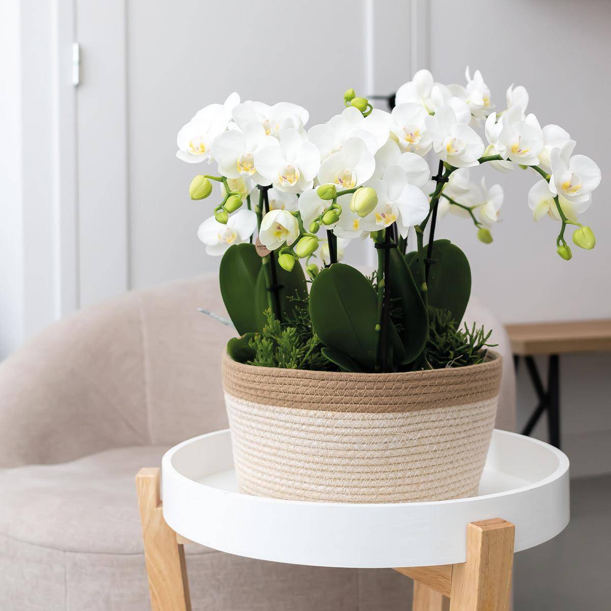 Panier en coton avec 3 orchidées blanches et arrosage intégré- La Green Touch - Image 3