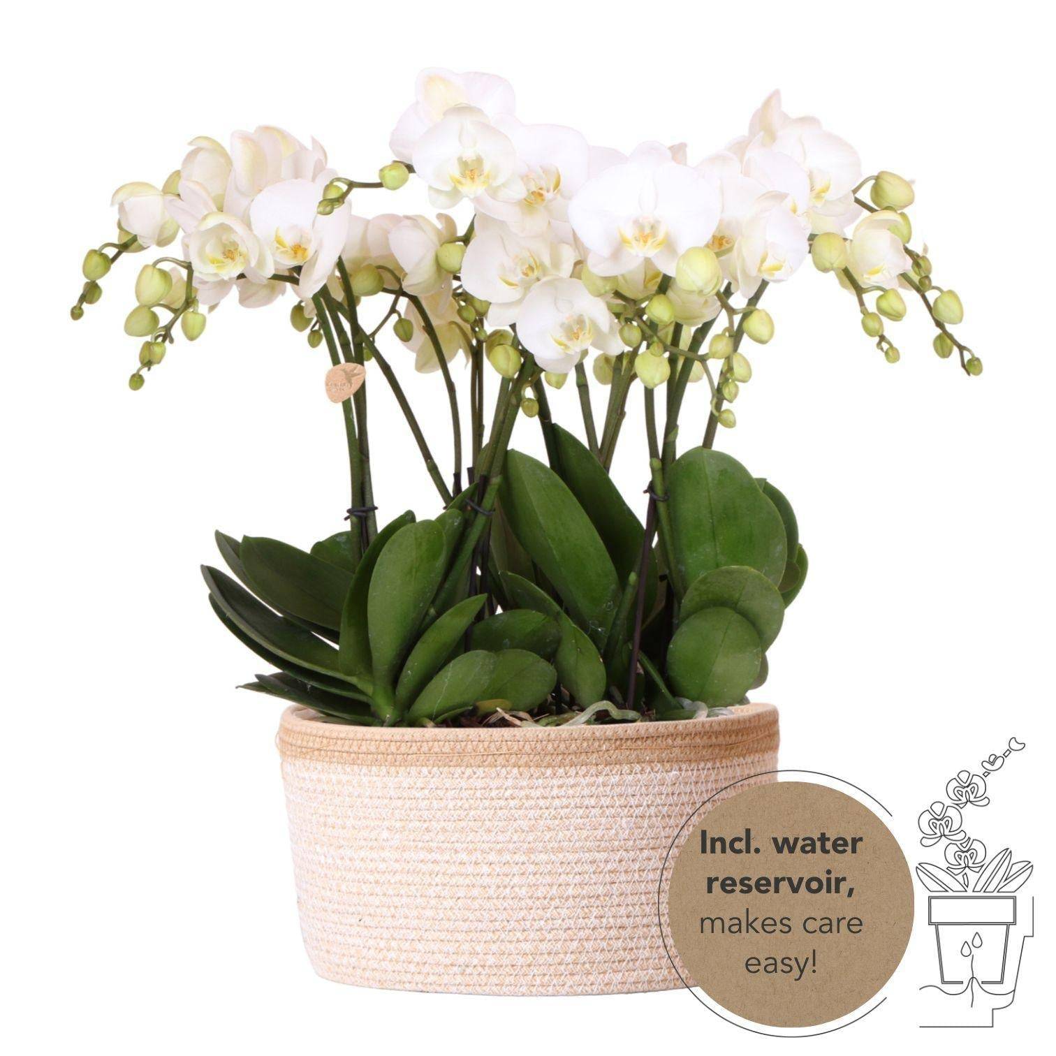 Panier en coton avec 3 orchidées blanches et arrosage intégré- La Green Touch