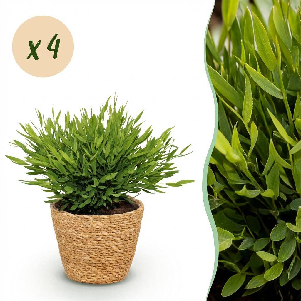 Bamusa Pogonatherum Monica - Pet-friendly - Bambou miniature - Pot de 12cm - Hauteur 20cm - 4 plantes - Panier - Plantes d'intérieur - Image 1