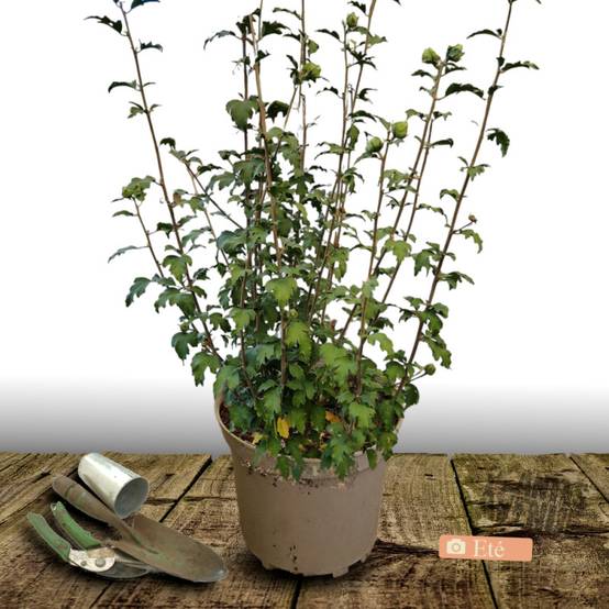 Hibiscus French Point® 'Minfren', Althéa à fleurs Blanche - feuillage Caduc - Pot de 7,5L - 60/80 cm- hauteur à maturité De 1,50 m à 2,00 m - Image 3