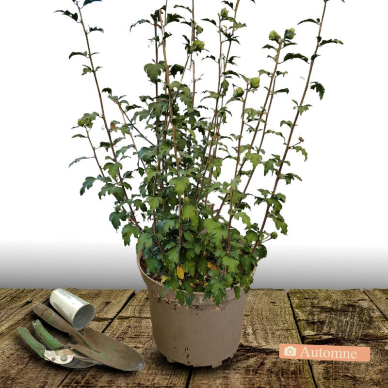 Hibiscus French Point® 'Minfren', Althéa à fleurs Blanche - feuillage Caduc - Pot de 7,5L - 60/80 cm-  hauteur à maturité De 1,50 m à 2,00 m - Image 2