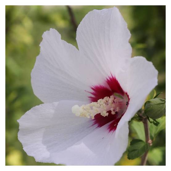 Hibiscus French Point® 'Minfren', Althéa à fleurs Blanche - feuillage Caduc - Pot de 7,5L - 60/80 cm- hauteur à maturité De 1,50 m à 2,00 m - Image 1