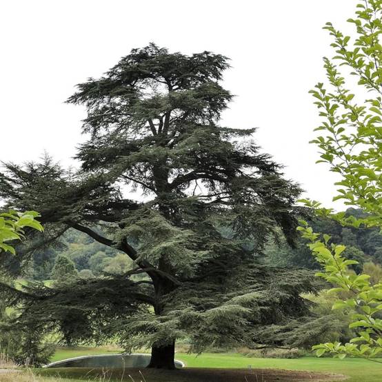 Cèdre de l'Atlas, Cedrus atlantica - Pot de 7,5L - 80/100 cm - Image 1