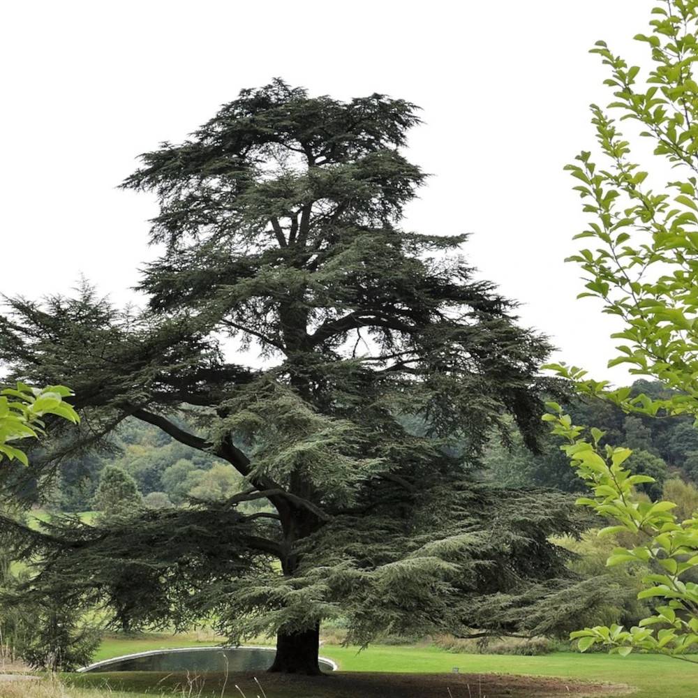 Cèdre de l'Atlas, Cedrus atlantica - Pot de 7,5L - 80/100 cm