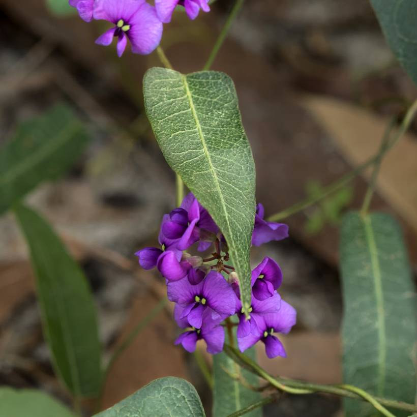 Promesse de Fleurs - Hardenbergia violacea Meema - Glycine australienne naine Godet de 8/9 cm