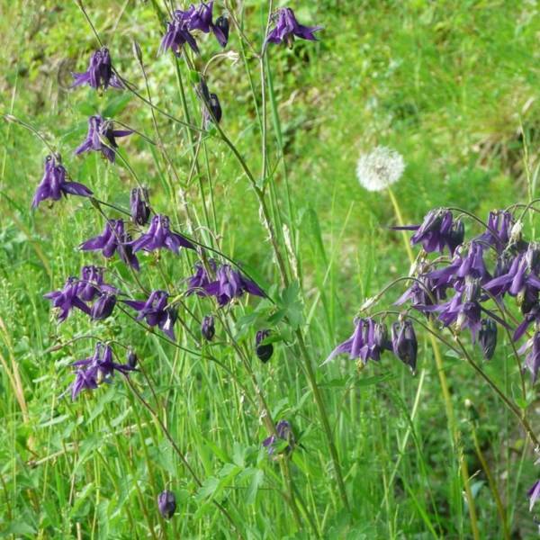 Promesse de Fleurs - Ancolie - Aquilegia vulgaris Godet de 8/9 cm