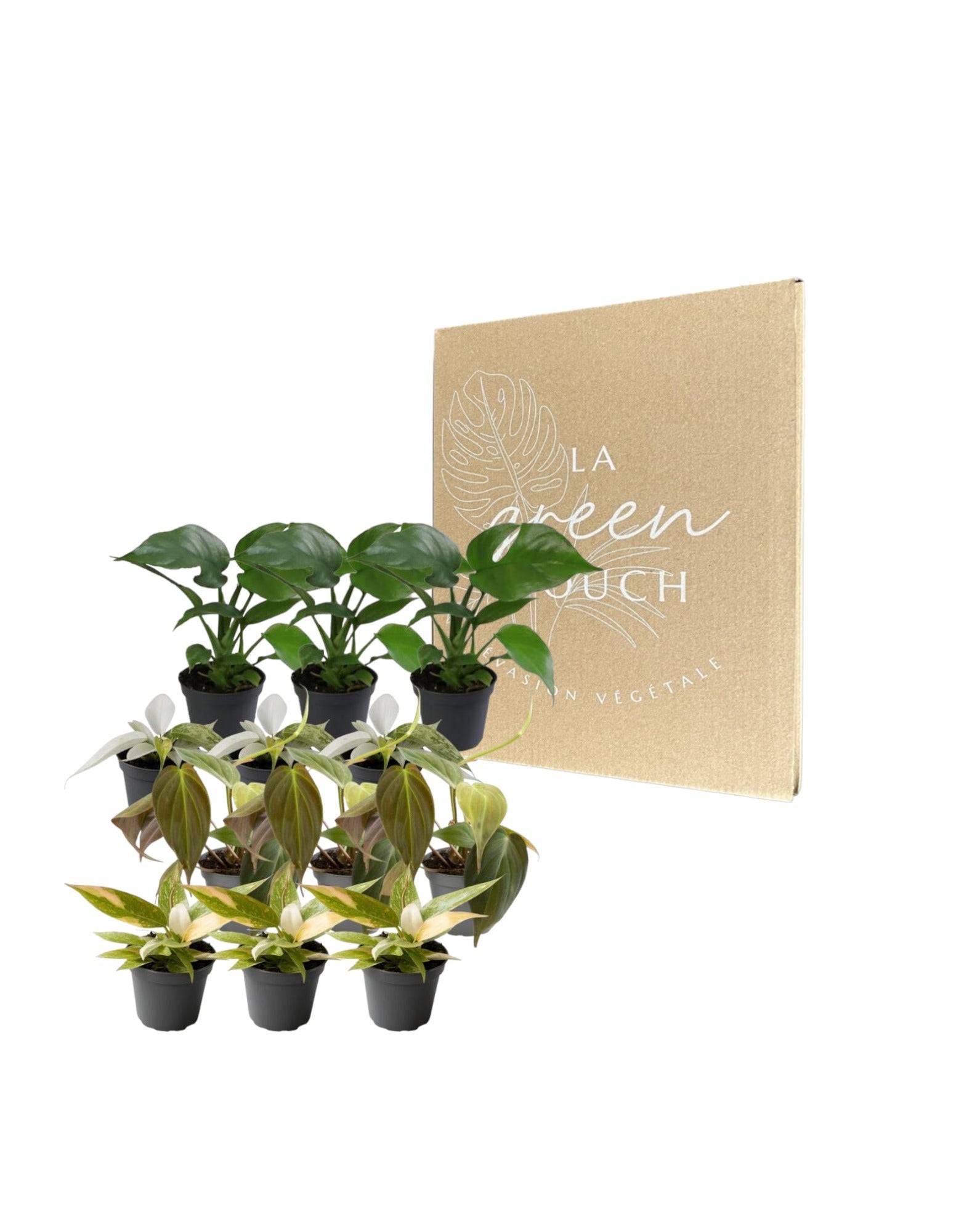 Coffret Philodendron - Lot de 12 plantes 12cm - Plante d'intérieur- La Green Touch - Image 2