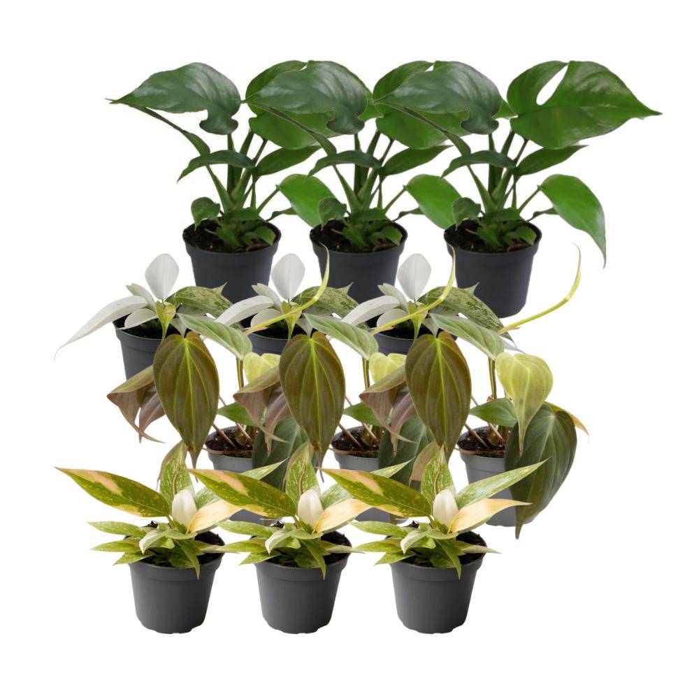 Coffret Philodendron - Lot de 12 plantes 12cm - Plante d'intérieur- La Green Touch - Image 1