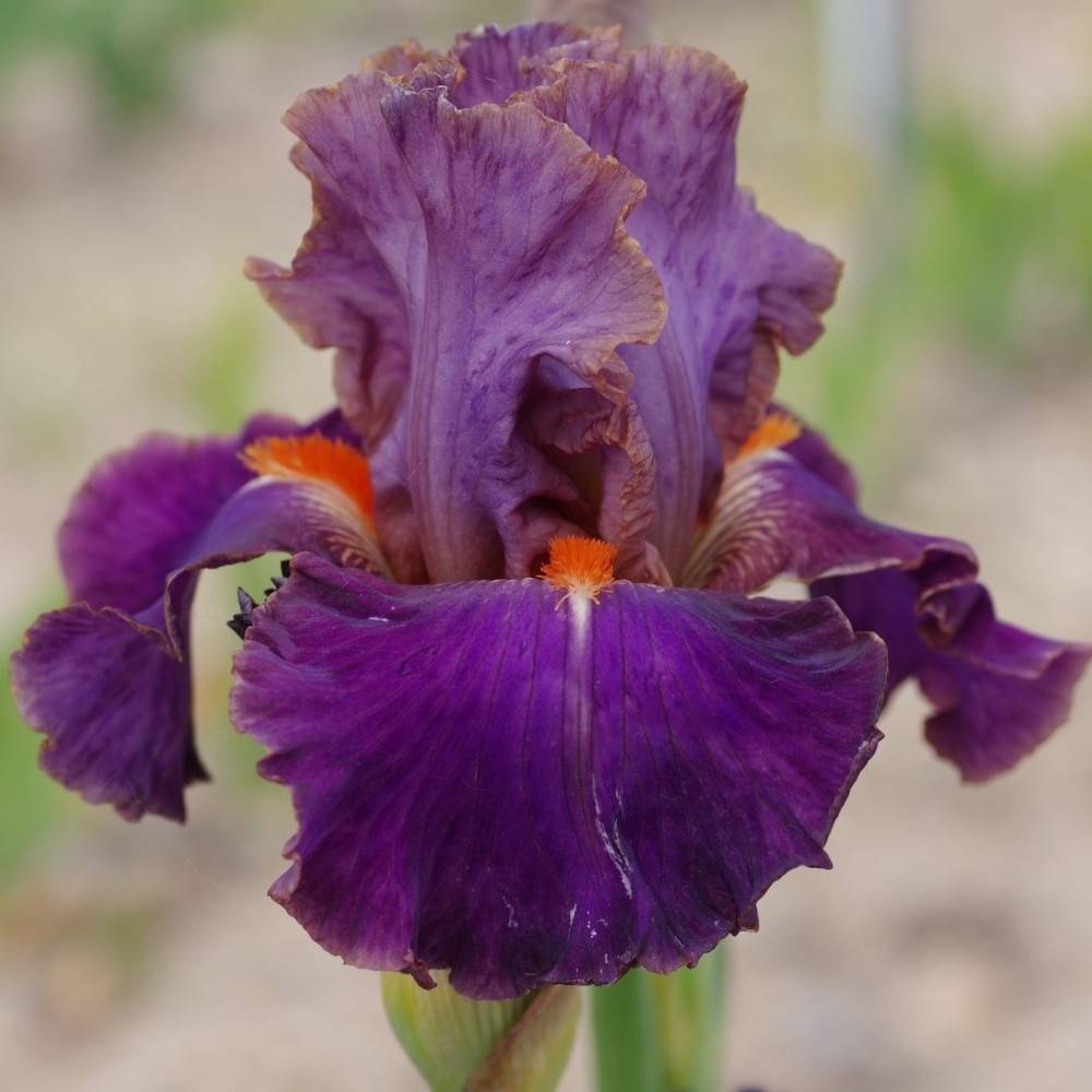 Iris germanica Plaisantin - Iris des Jardins Godet de 8/9 cm