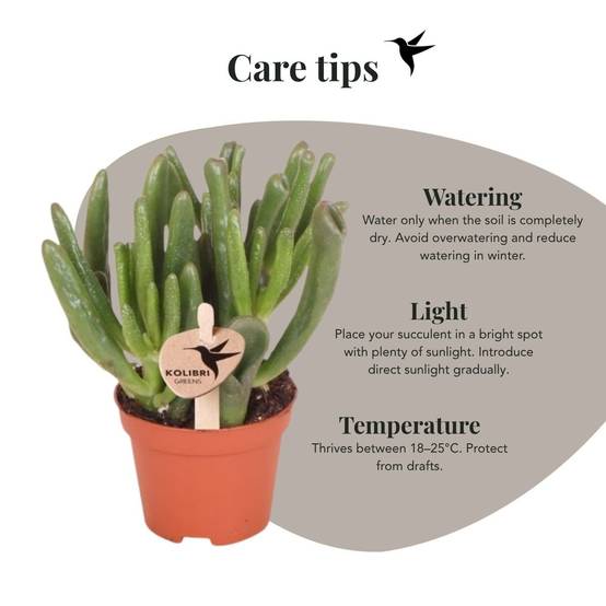 Succulente Crassula Hobbit - Ø6cm - ↕12cm - Plantes d'intérieur - Image 2