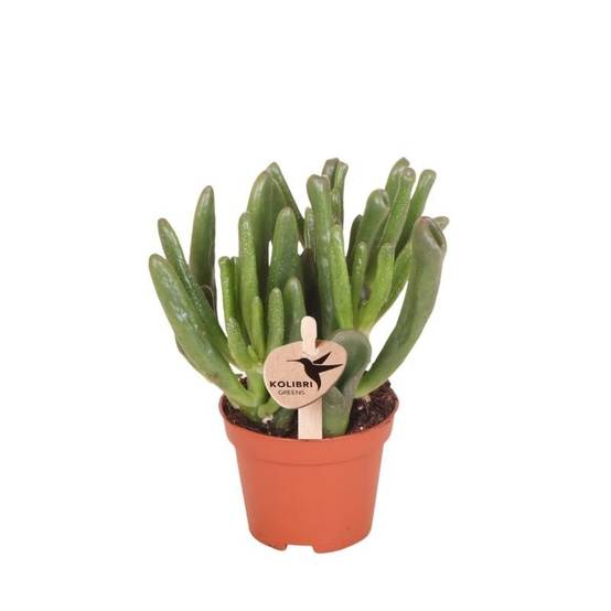 Succulente Crassula Hobbit - Ø6cm - ↕12cm - Plantes d'intérieur - Image 1