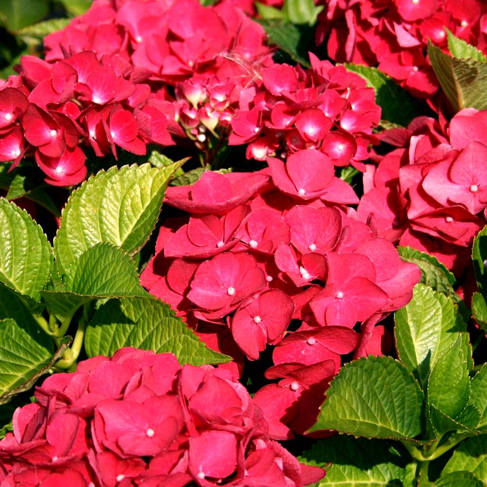Gardenersdream - Hortensia 'Teller Rouge' arbuste à feuilles caduques plante rustique en pot - GardenersDream - Image 1