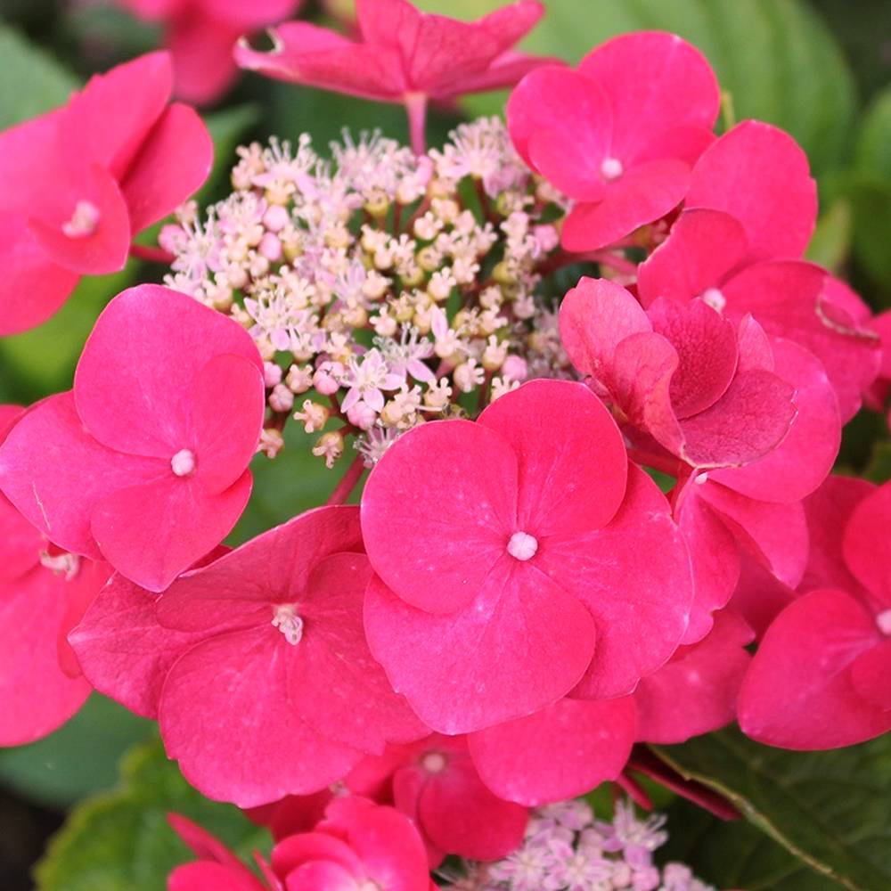 Gardenersdream - Hortensia 'Teller Rouge' arbuste à feuilles caduques plante rustique en pot - GardenersDream - Image 2
