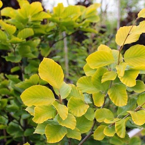 Fagus sylvatica Dawyck Gold - Hêtre fastigié doré Pot de 7,5L/10L - Image 1